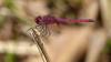 242500 – Photo : Greenlife – Madagascar